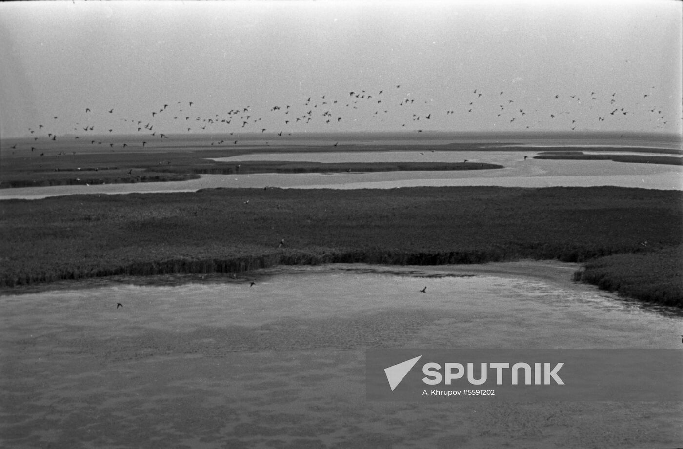 Kuban River's reed-covered flood-plains