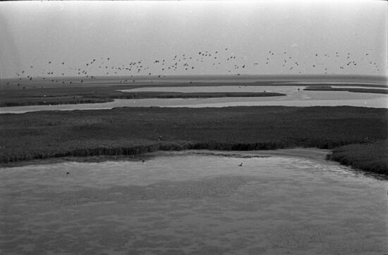 Kuban River's reed-covered flood-plains