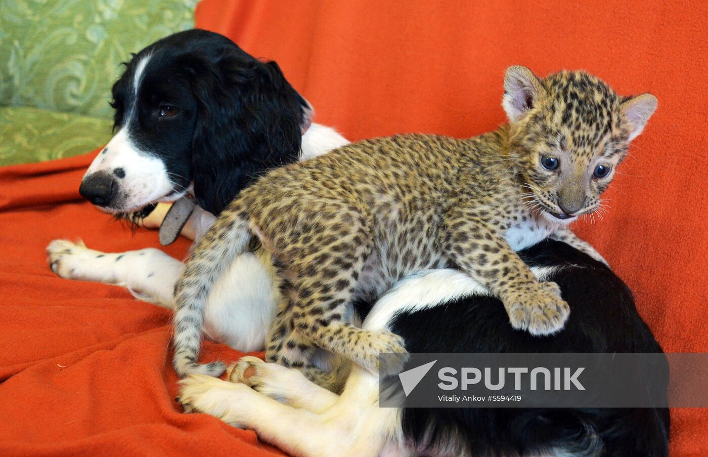 English Cocker Spaniel nurses leopard cub in Vladivostok