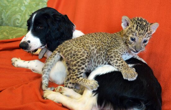English Cocker Spaniel nurses leopard cub in Vladivostok