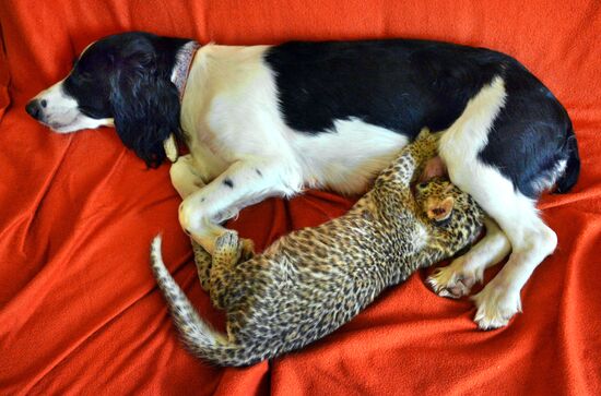 English Cocker Spaniel nurses leopard cub in Vladivostok