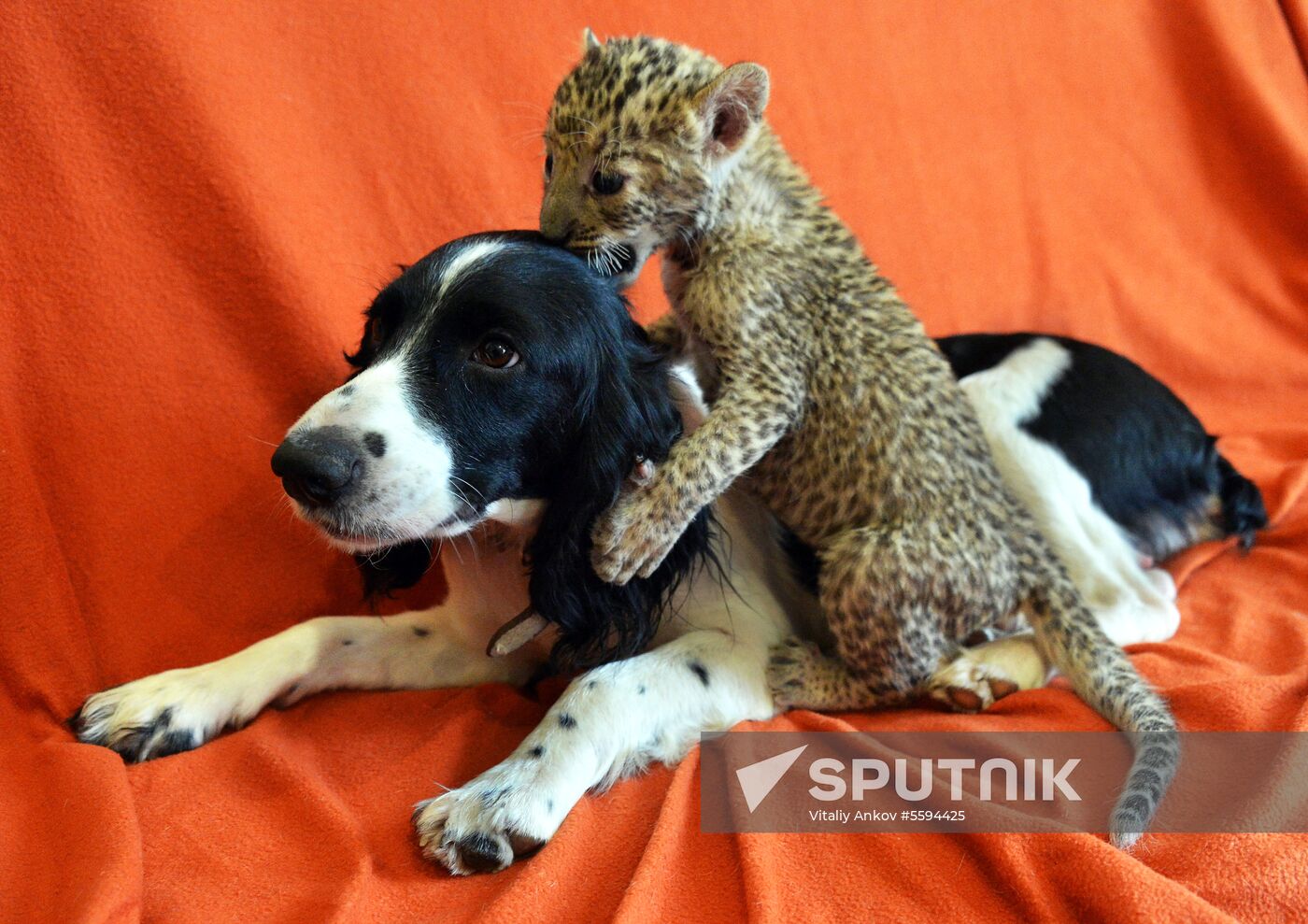 English Cocker Spaniel nurses leopard cub in Vladivostok