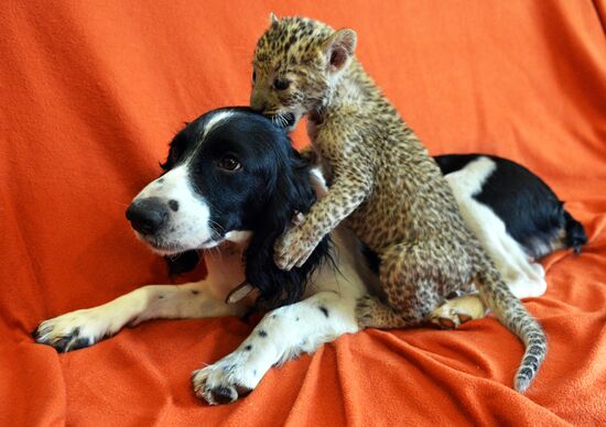 English Cocker Spaniel nurses leopard cub in Vladivostok