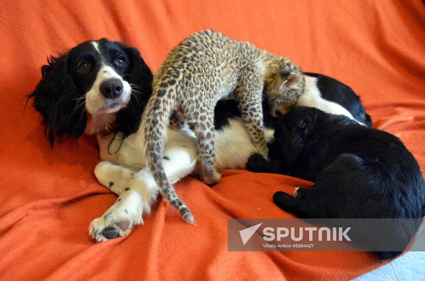 English Cocker Spaniel nurses leopard cub in Vladivostok