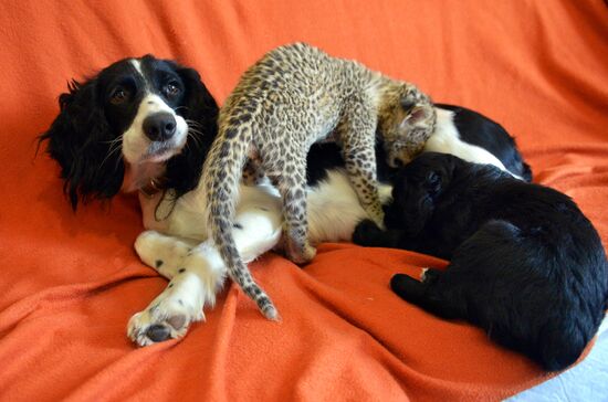 English Cocker Spaniel nurses leopard cub in Vladivostok