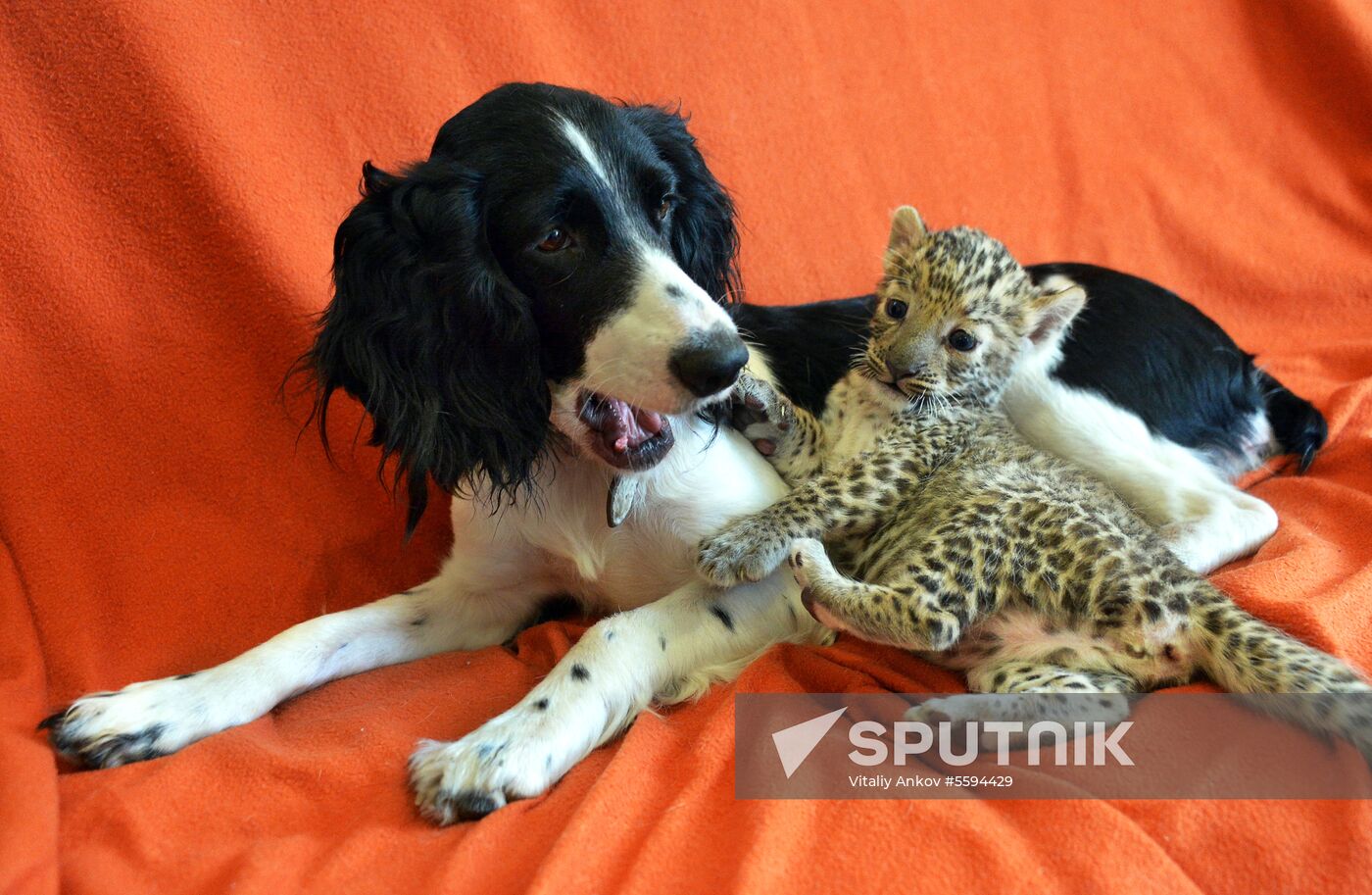 English Cocker Spaniel nurses leopard cub in Vladivostok