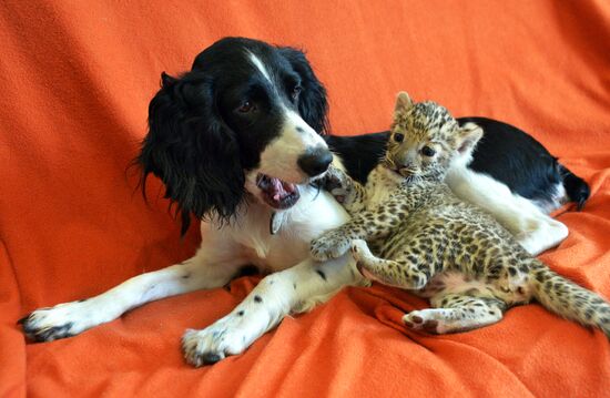 English Cocker Spaniel nurses leopard cub in Vladivostok