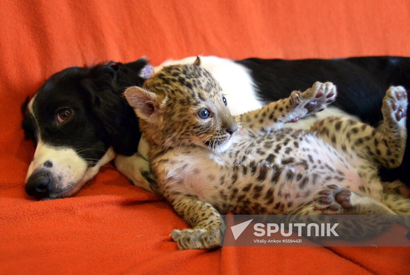 English Cocker Spaniel nurses leopard cub in Vladivostok