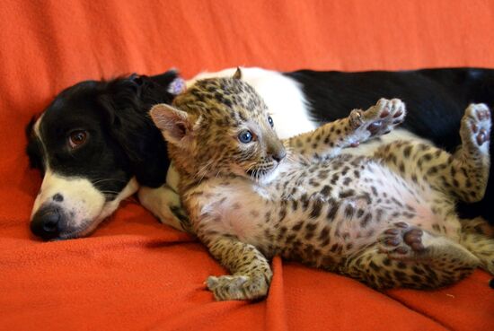 English Cocker Spaniel nurses leopard cub in Vladivostok