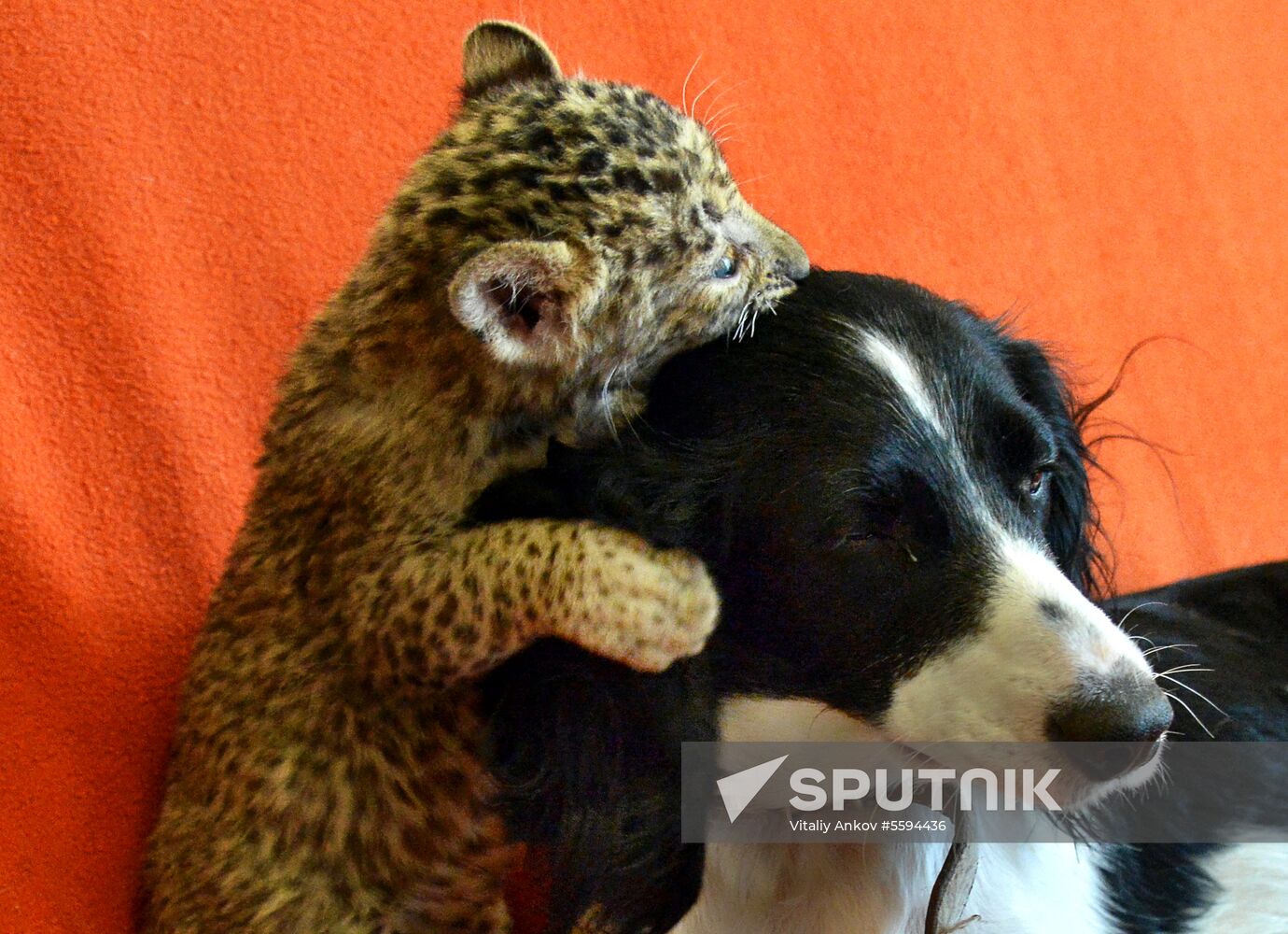 English Cocker Spaniel nurses leopard cub in Vladivostok