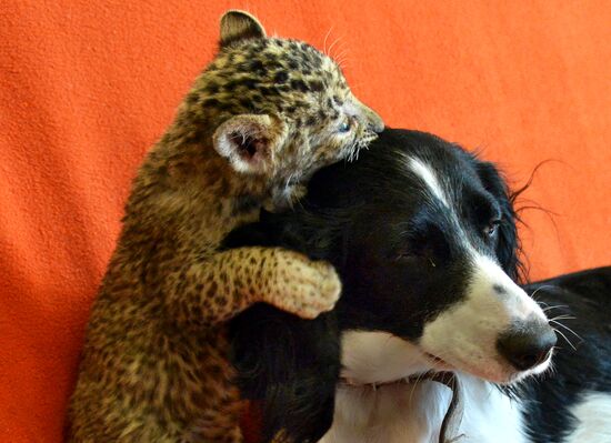 English Cocker Spaniel nurses leopard cub in Vladivostok