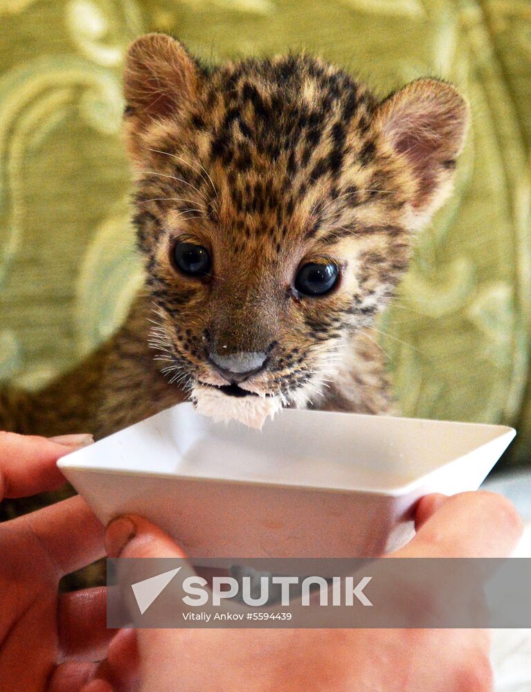 English Cocker Spaniel nurses leopard cub in Vladivostok