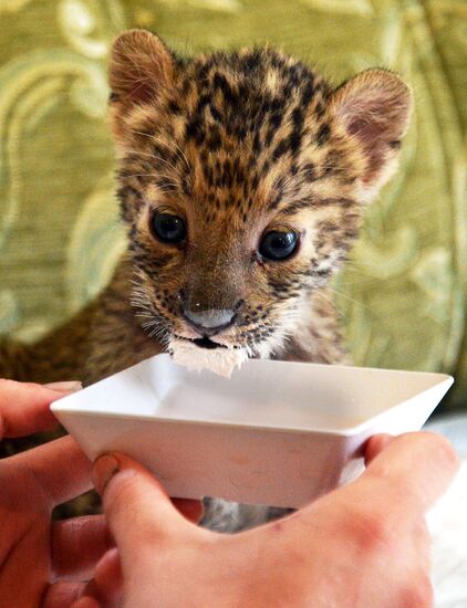 English Cocker Spaniel nurses leopard cub in Vladivostok