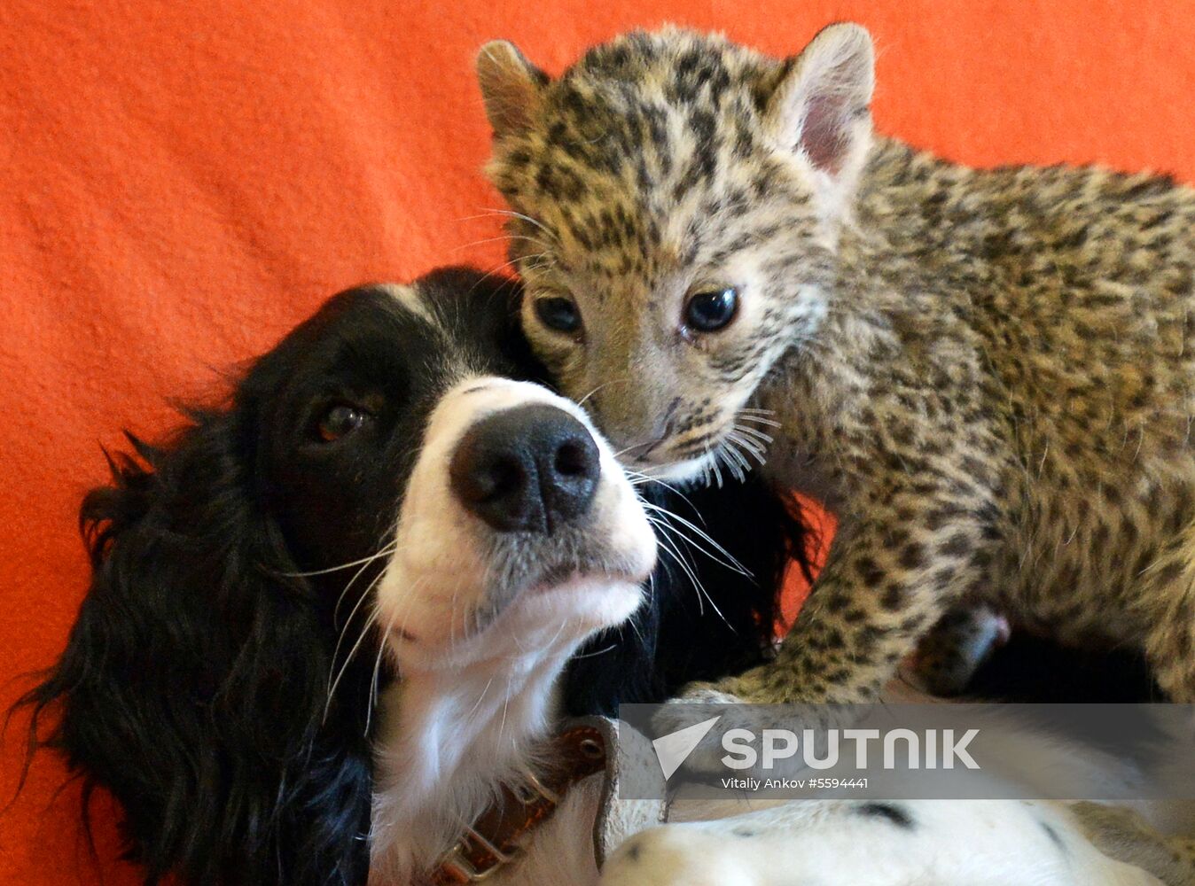English Cocker Spaniel nurses leopard cub in Vladivostok