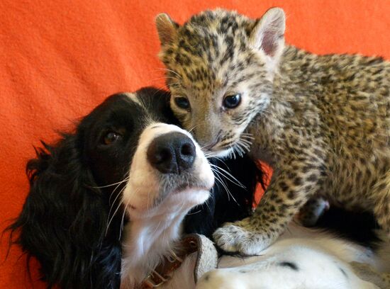 English Cocker Spaniel nurses leopard cub in Vladivostok