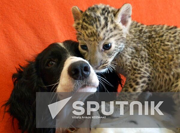 English Cocker Spaniel nurses leopard cub in Vladivostok