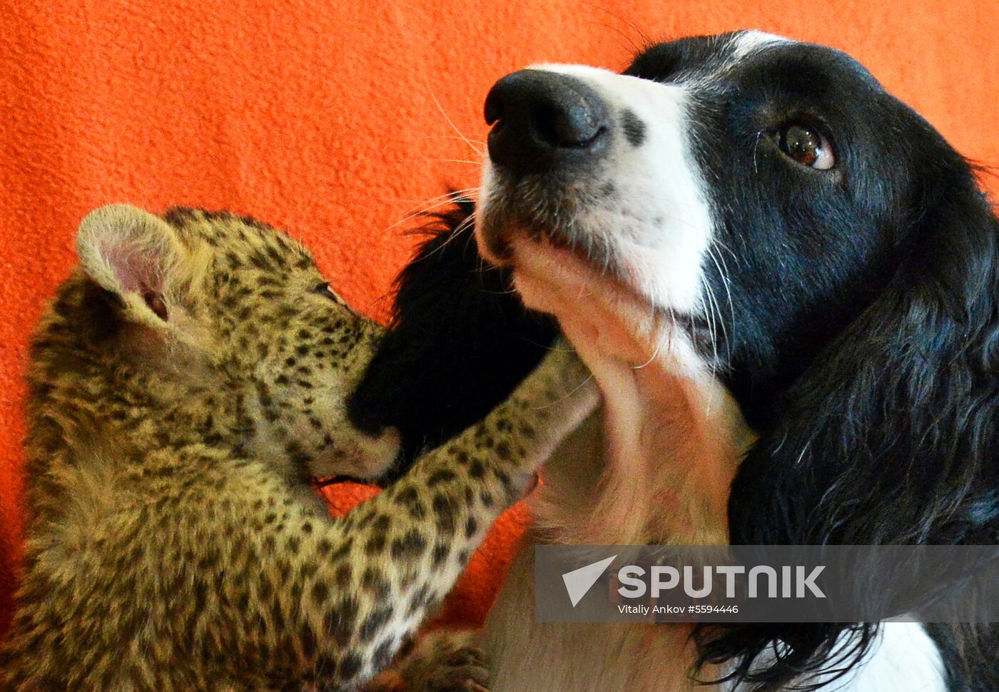 English Cocker Spaniel nurses leopard cub in Vladivostok
