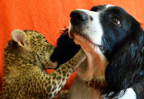 English Cocker Spaniel nurses leopard cub in Vladivostok