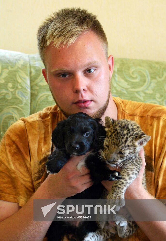 English Cocker Spaniel nurses leopard cub in Vladivostok