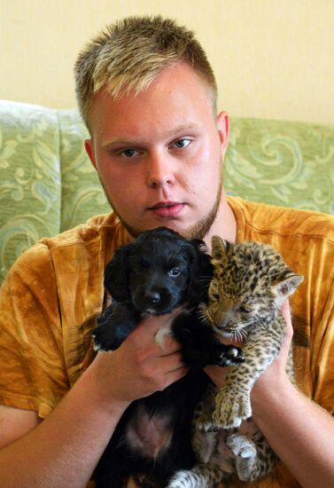 English Cocker Spaniel nurses leopard cub in Vladivostok