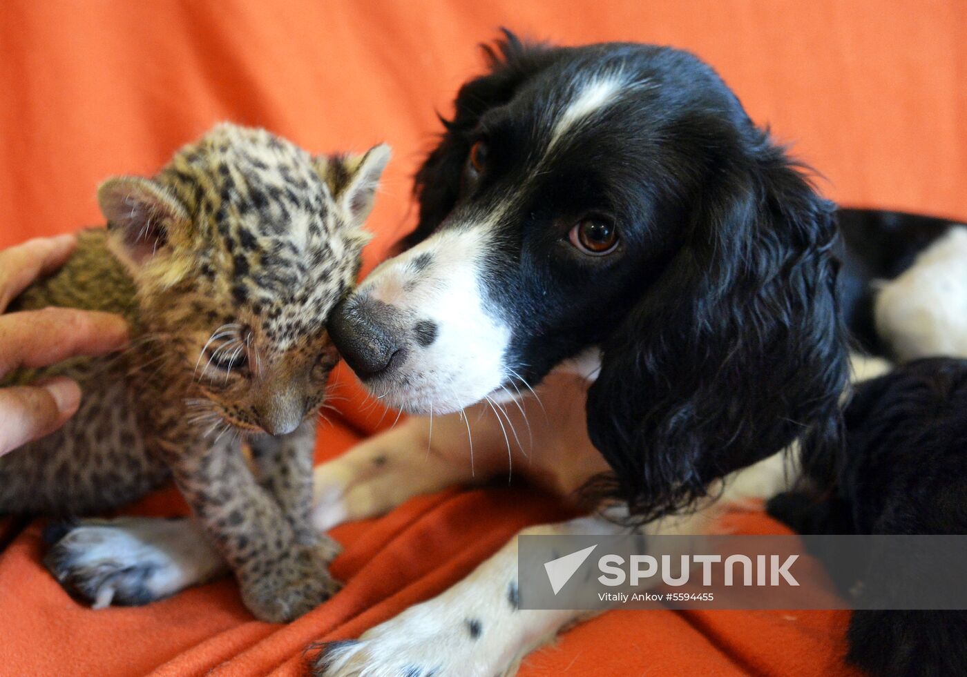 English Cocker Spaniel nurses leopard cub in Vladivostok
