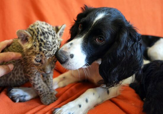 English Cocker Spaniel nurses leopard cub in Vladivostok