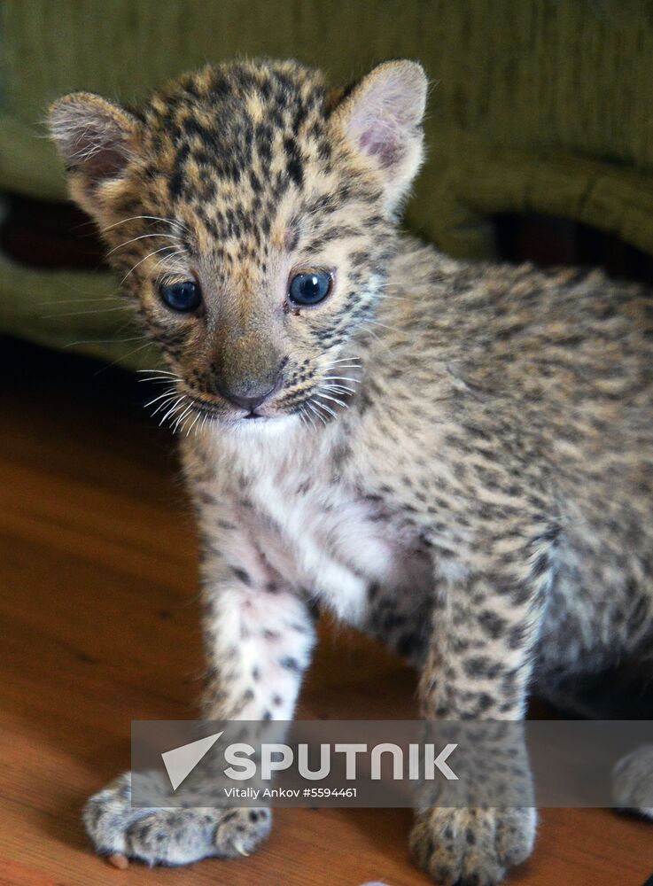 English Cocker Spaniel nurses leopard cub in Vladivostok