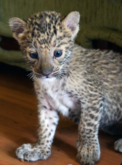English Cocker Spaniel nurses leopard cub in Vladivostok
