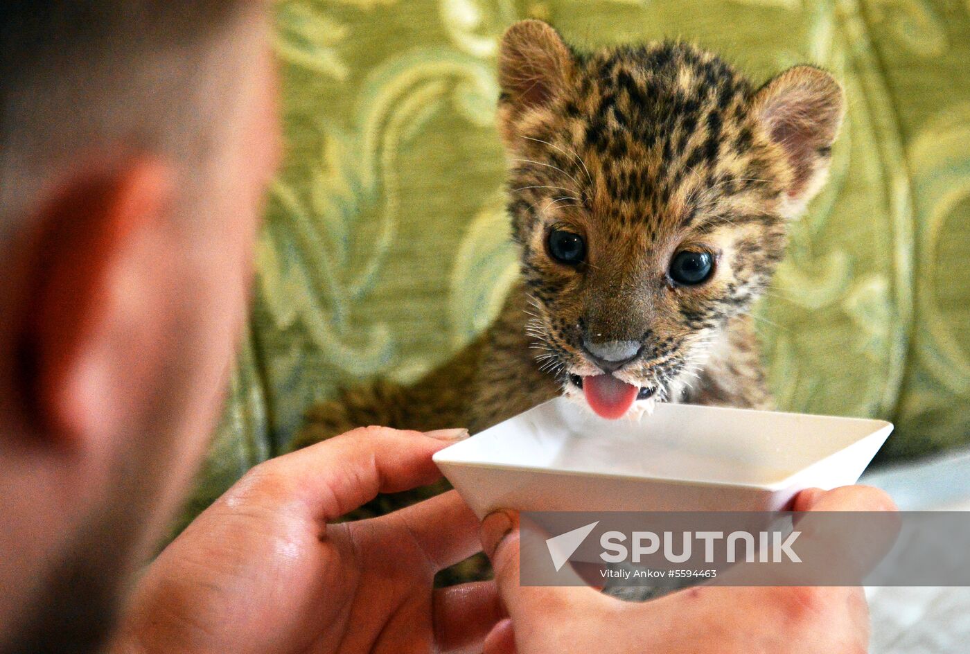 English Cocker Spaniel nurses leopard cub in Vladivostok