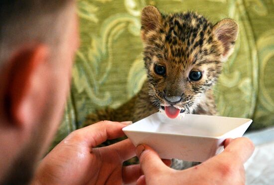 English Cocker Spaniel nurses leopard cub in Vladivostok