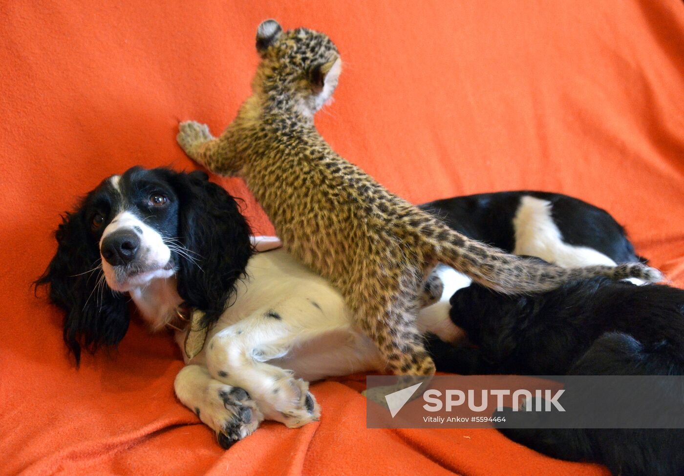 English Cocker Spaniel nurses leopard cub in Vladivostok