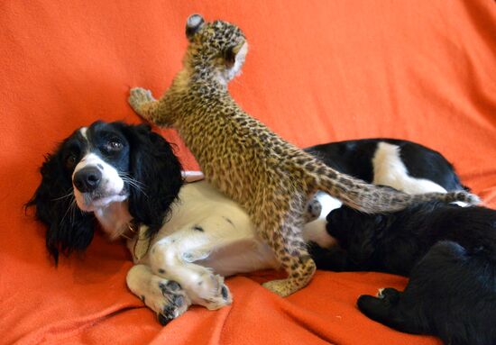English Cocker Spaniel nurses leopard cub in Vladivostok