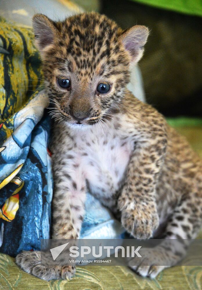 English Cocker Spaniel nurses leopard cub in Vladivostok