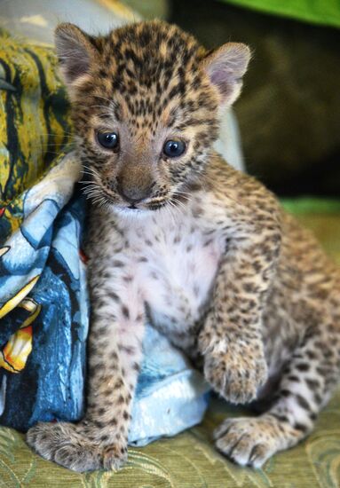 English Cocker Spaniel nurses leopard cub in Vladivostok