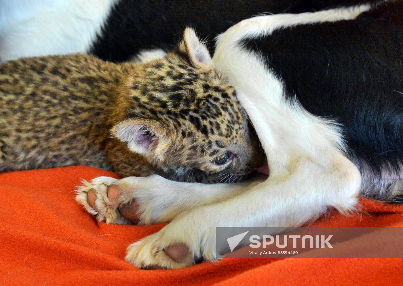 English Cocker Spaniel nurses leopard cub in Vladivostok
