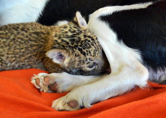 English Cocker Spaniel nurses leopard cub in Vladivostok
