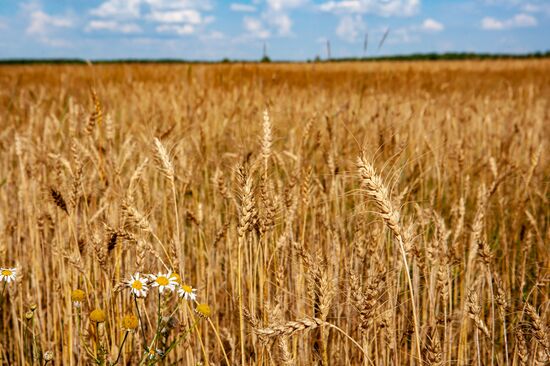 Ryazan Region