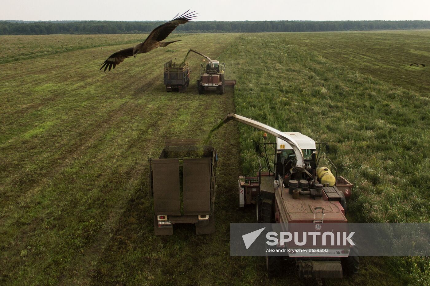 Forage harvesting in Novosibirsk Region