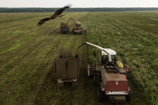 Forage harvesting in Novosibirsk Region
