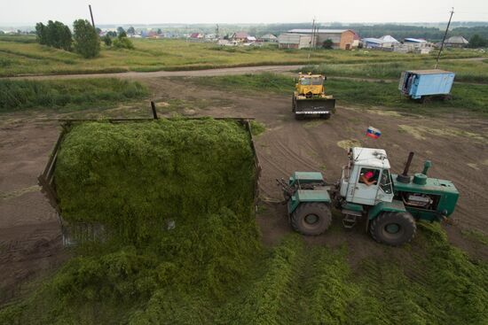 Forage harvesting in Novosibirsk Region