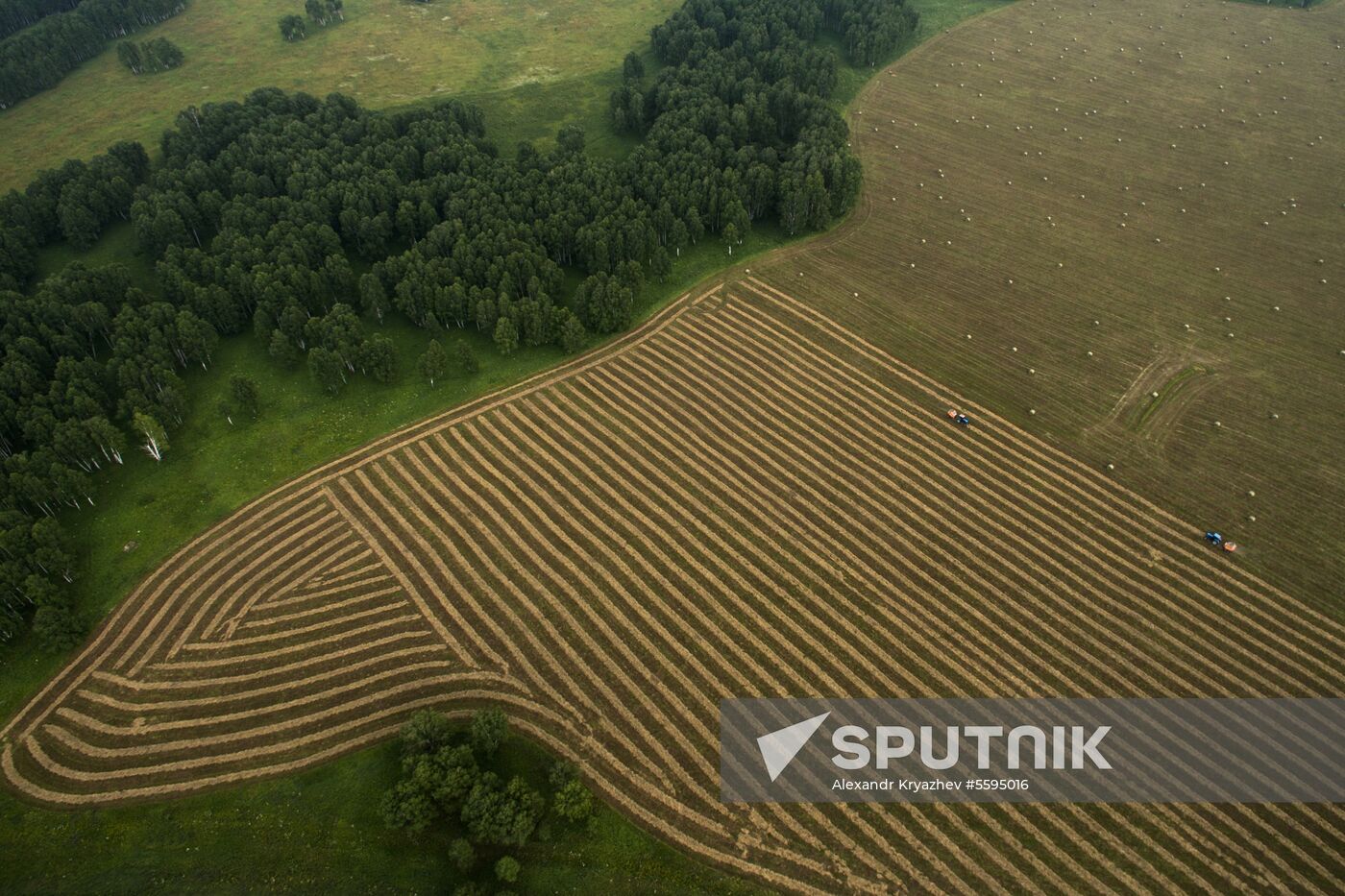 Forage harvesting in Novosibirsk Region