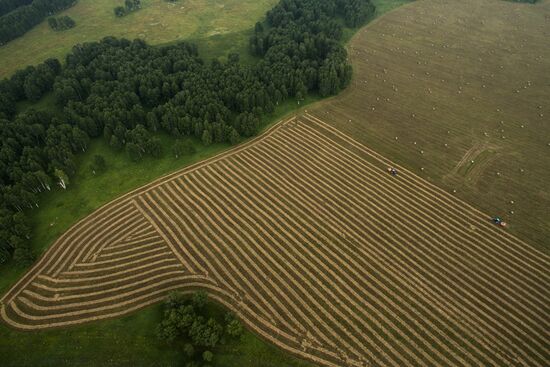 Forage harvesting in Novosibirsk Region