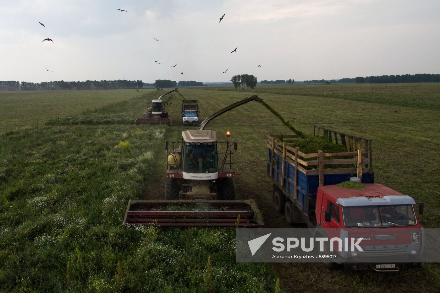 Forage harvesting in Novosibirsk Region