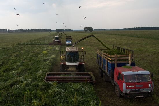 Forage harvesting in Novosibirsk Region