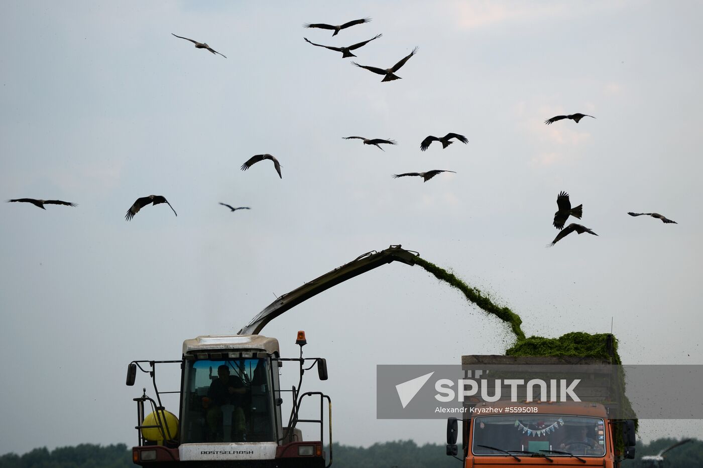 Forage harvesting in Novosibirsk Region