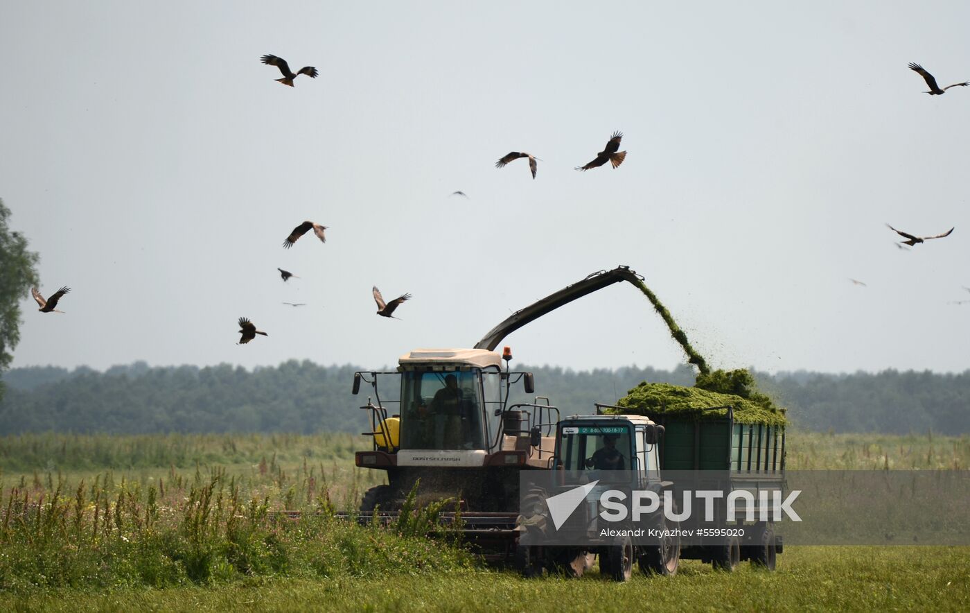 Forage harvesting in Novosibirsk Region