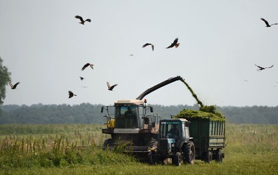 Forage harvesting in Novosibirsk Region
