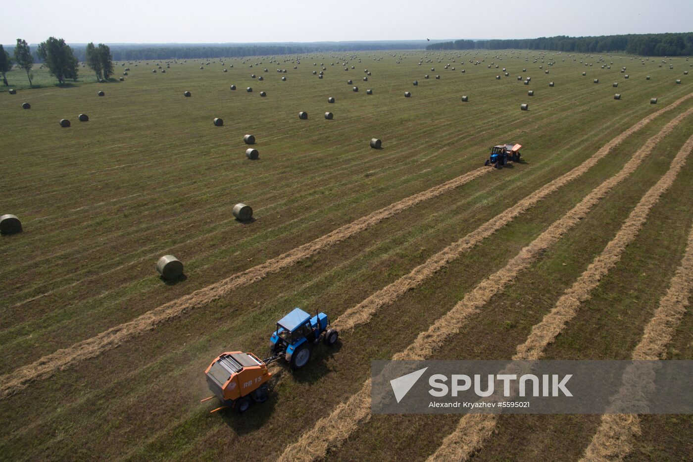 Forage harvesting in Novosibirsk Region