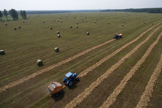 Forage harvesting in Novosibirsk Region