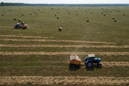 Forage harvesting in Novosibirsk Region